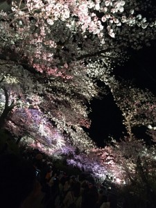 夜桜　ロング